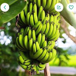 Cavendish Dwarf Banana Fully Grown Tree In 1 Gallon Pot Free Black Eyed Susan Plant