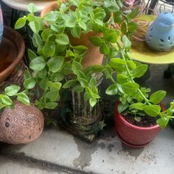 Beautiful Plant For Outside Shade 