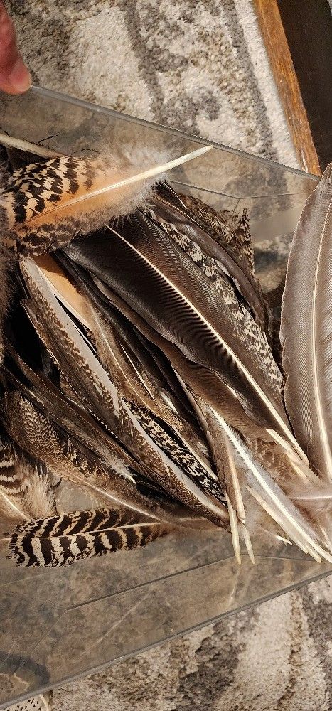 Peacock Under-feathers