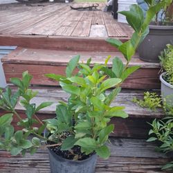 Double Jasmin/Moghra Flower Plant