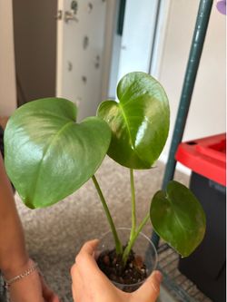 Monstera delisciosa ( pick up only )
