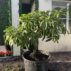Pickering Mango Tree 45 Gallon