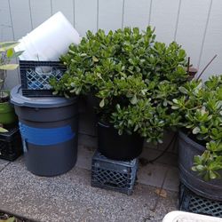 Very Healthy And  Xtra Large Jade Plant In Nursery Pot