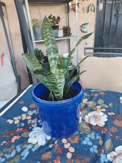 Planta Serpiente