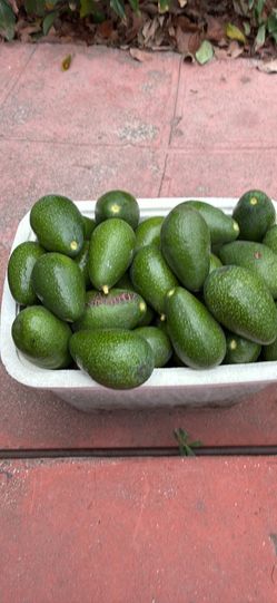 Avocados