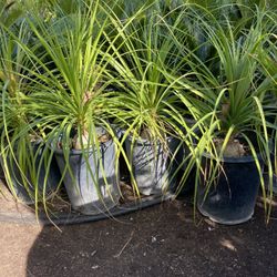 Elephant Foot $28 each