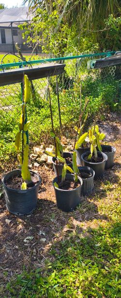 Dragon fruit plant