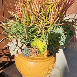 Mix Color With Big Ceramic Pot 