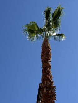 Palm Trees Trimming 