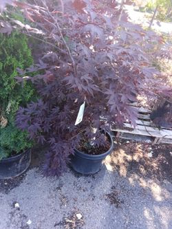 Japanese bloodgood maple 2x 4ft