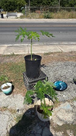 Plants sale yard sale