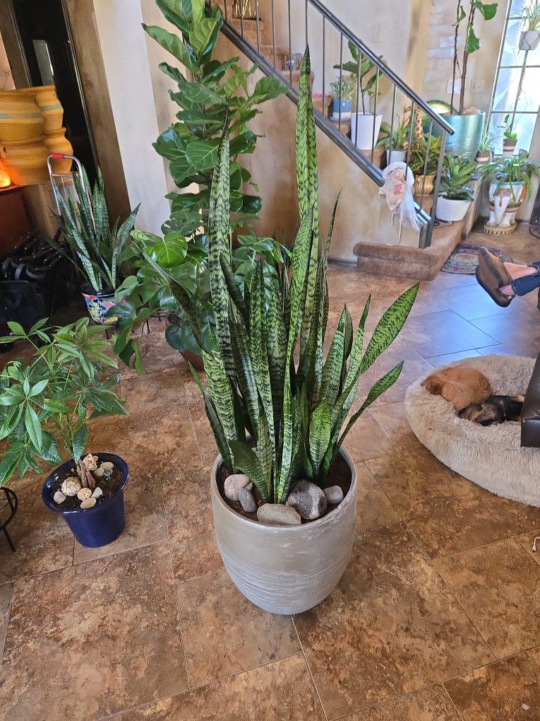 5ft Tall Sansevieria Snake Plants In Cools Metallic Pot With Stones