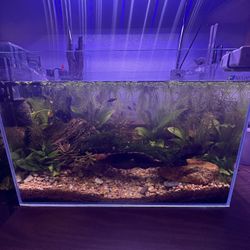 Aquarium Plants