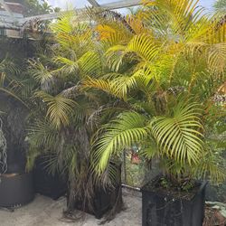 Free Areca palms
