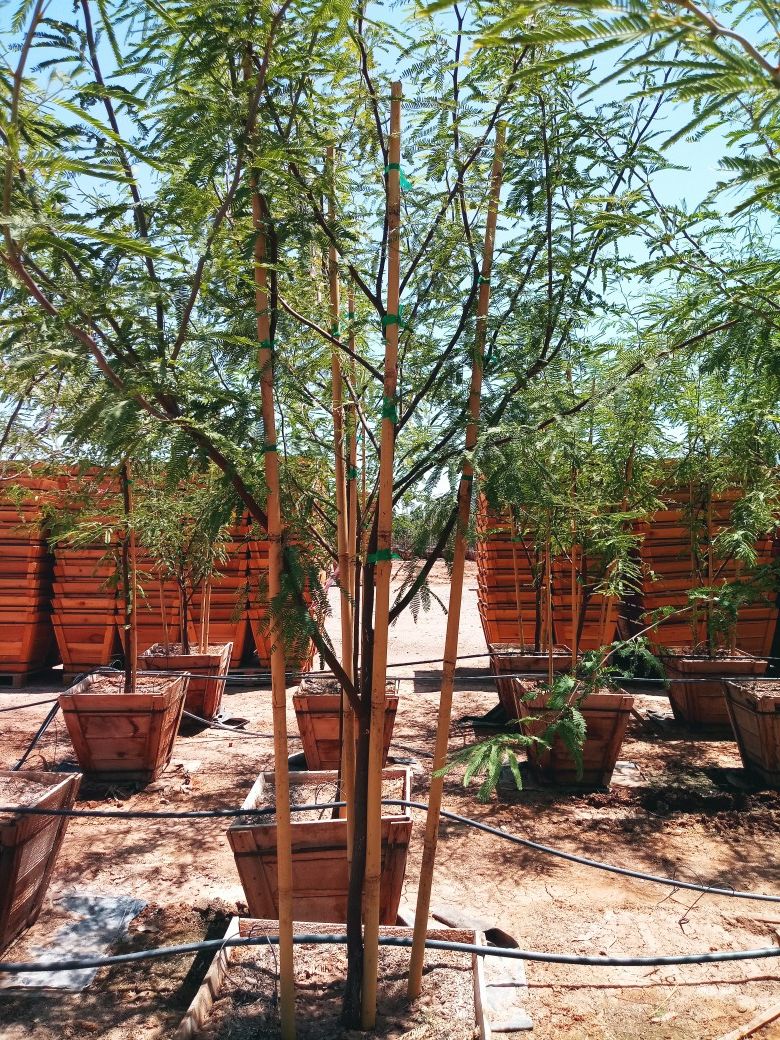 Arboles ala benta