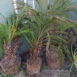 Date Palm Tree's 