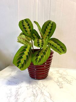 Prayer 🙏 plant 🪴