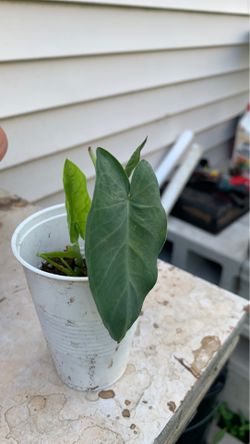 Pattarvel plants 🌱