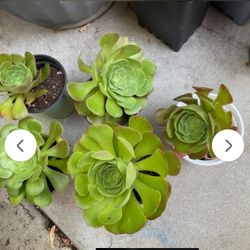 Succulent Aeoneums 