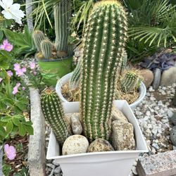 Cactus