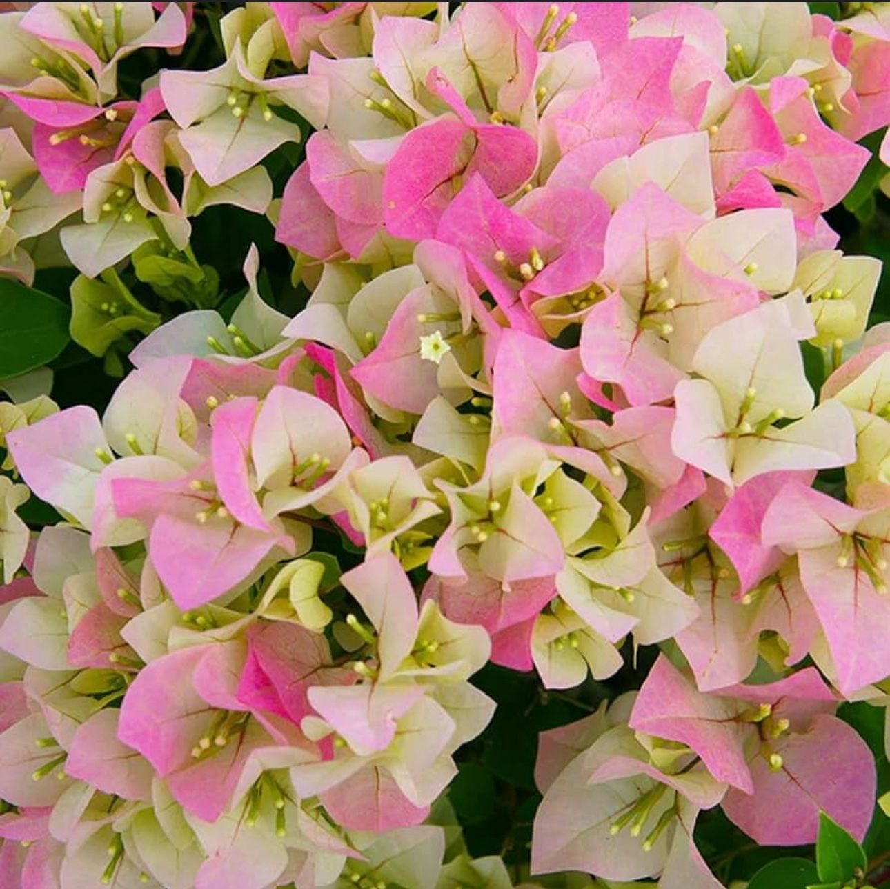 Pink With White Bougainvilleas πͺ΄πΈπ€