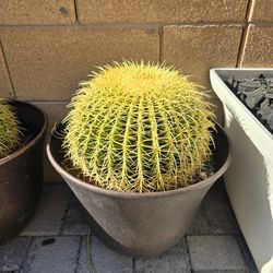 11-12 Inch Golden Barrel Cactus - 6 Total