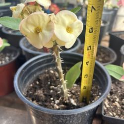 Corona De Cristo Planta, Crown Of Thorns Plant, Lucky Jade
