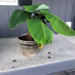 Banana Tree