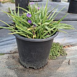 Spiderwort / Tradescantia , Purple,Perennial Plants 3 Gallon Murrieta