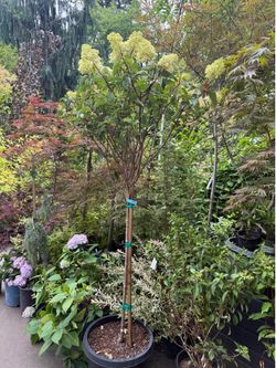 ‘Vanilla Strawberry’ hydrangea tree