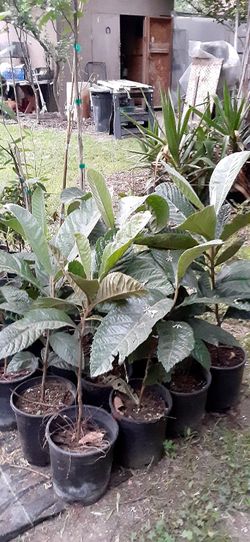 Tress/Arbolitos,mora,naranja,Guayaba,pirul,g