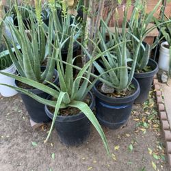 Huge Extra X Large Monster Mega Plants Aloe Vera elephant food $50 each