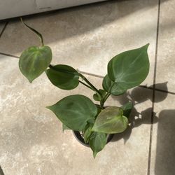 Philodendron Camposportoanum