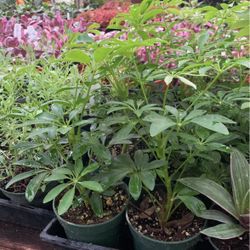 Umbrella Plant 4in Pot