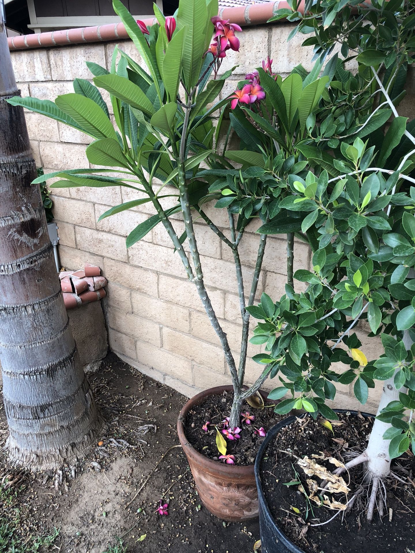 Kaneohe sunburst plumeria