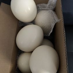 Empty Ostrich Eggs