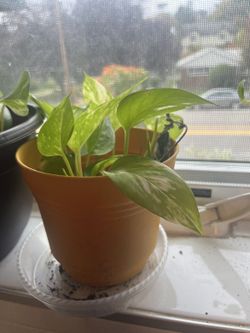 Heartleaf Philodendron in Pot — Live Trailing Plant