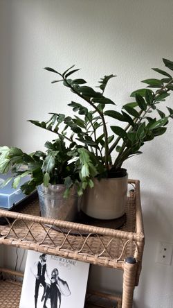 Free plants