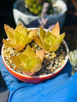 Variegated Haworthia Cymbiformis Succulents in Ceremic