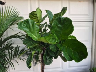 Fiddle leaf trees & Palms