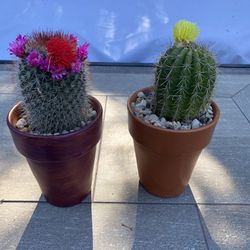 2 Flowering torch cacti in terracotta pots