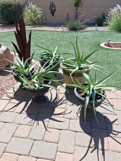 Decorative Pots w/Aloe Vera
