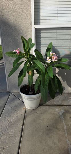 Plumeria - blooming