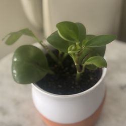 Baby Rubber Plant  In Ceramic/terracotta Pot