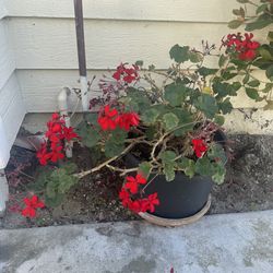 **** Healthy Red Geranium - Pls Read Description & See my other listings ***