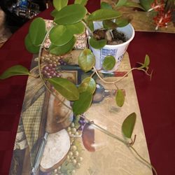 Australis Hoya Rooted Plant In Hanging Basket $30 -Deltona. Fl Pickup Or Ship $9