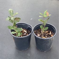 Small Oak Trees 