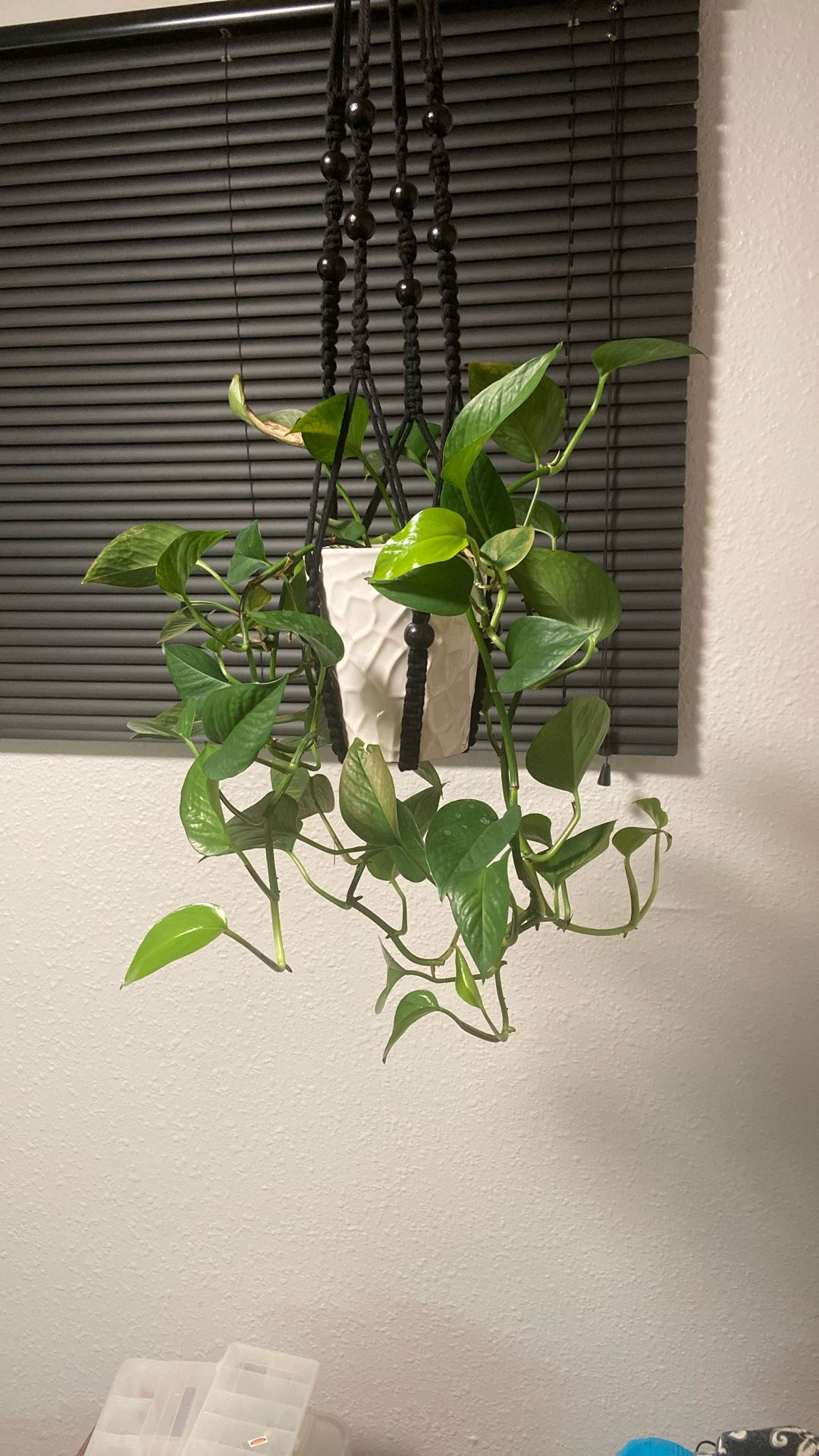 Gorgeous Full Pathos Plant In Glazed White Ceramic Pot Hung With New Macrame