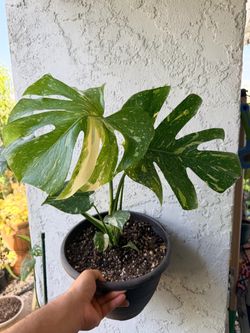 Monstera Thai constellation