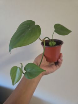 Plant
